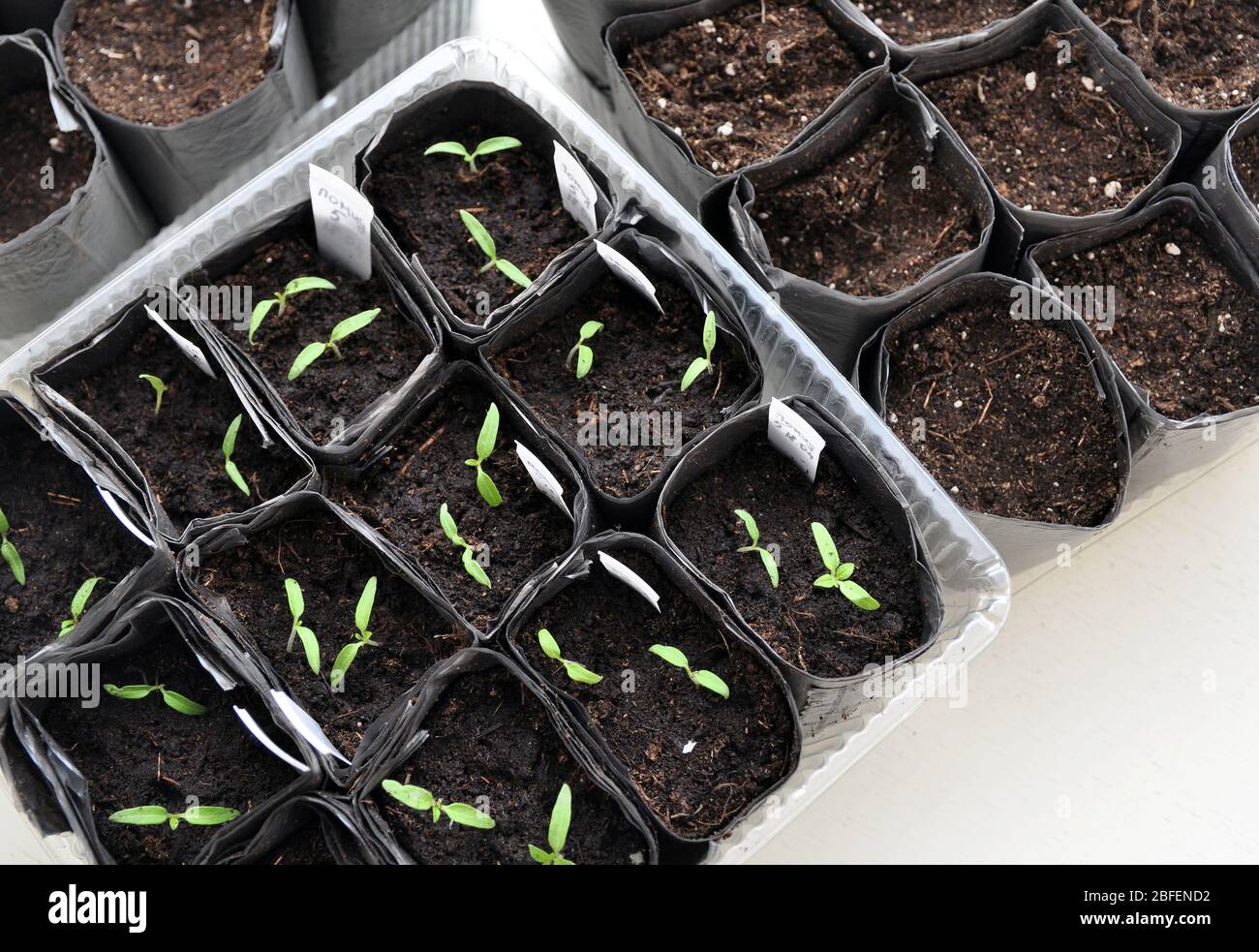 Umpflanzen von grünen Setzlingen in Becher für Setzlinge. Grüne Sämlinge wachsen aus Samen. Stockfoto