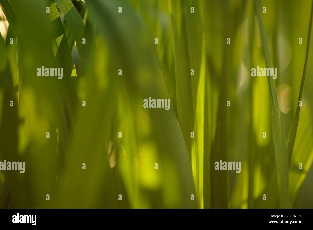 Frisches grünes Gras wächst in einem sonnigen Frühlingsfeld, weicher unscharfer Fokus. Stockfoto