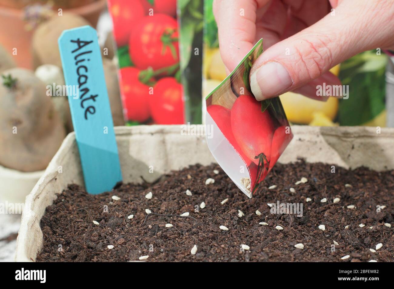 Solanum lycopersicum 'Alicante'. Tomatensamen im Frühjahr dünn und gleichmäßig in einem sauberen Tablett säen. GROSSBRITANNIEN Stockfoto