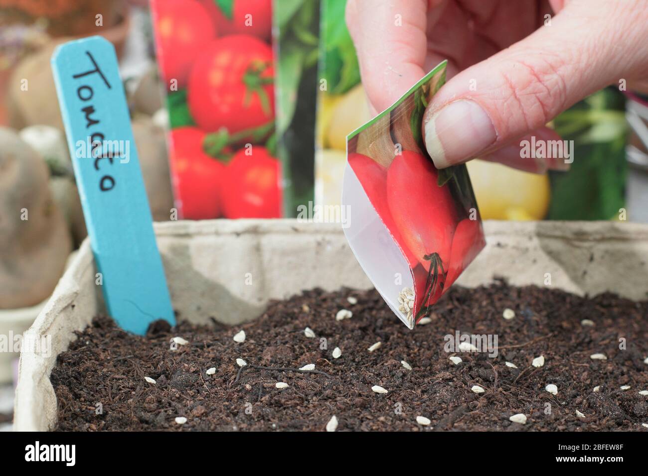 Solanum lycopersicum. Tomatensamen im Frühjahr dünn und gleichmäßig in einem sauberen Tablett säen. GROSSBRITANNIEN Stockfoto