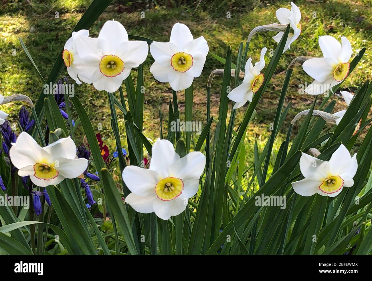 Narcissus 'Capability Brown' beleuchtet am frühen Morgen Stockfoto