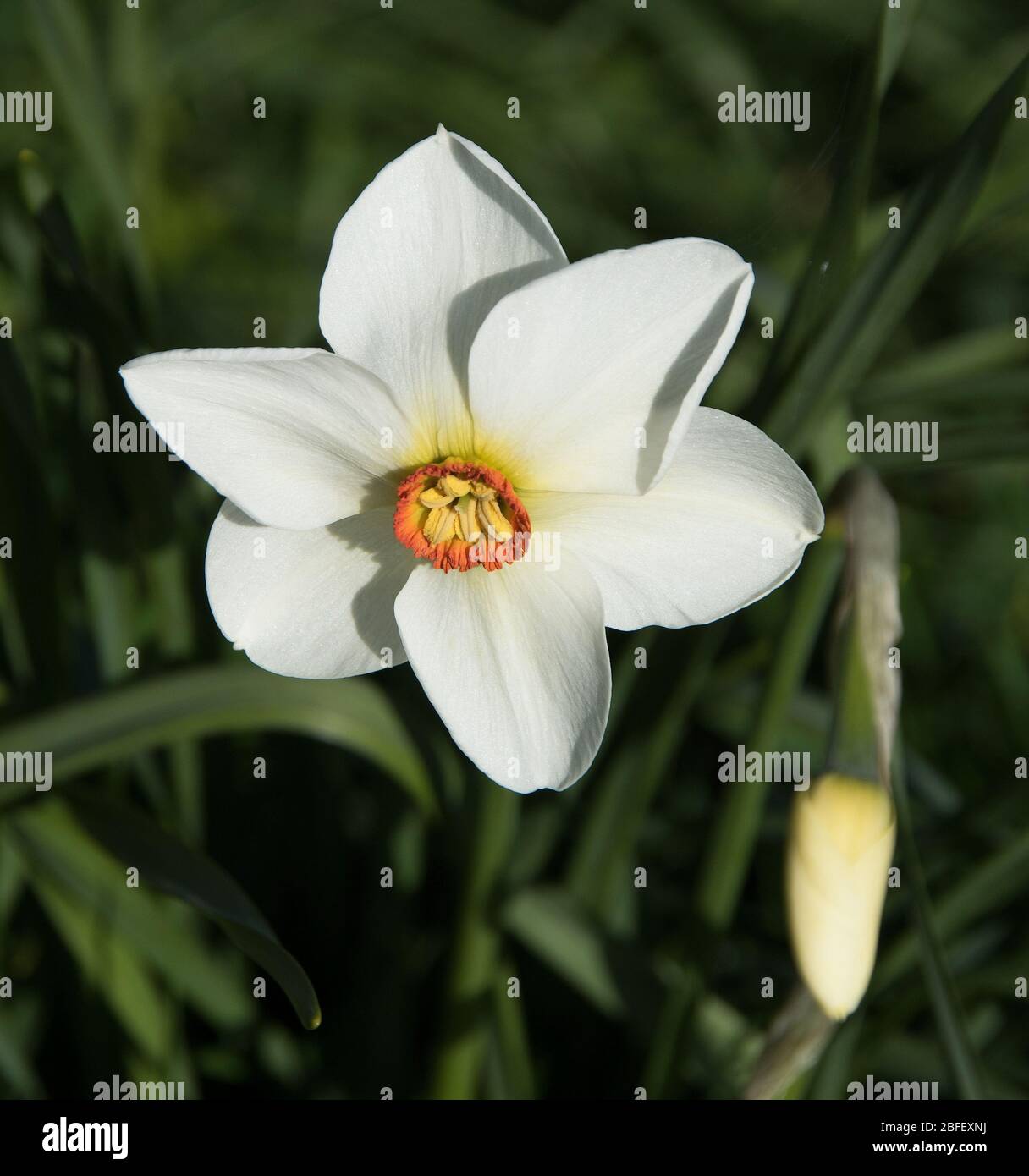 Narcissus 'Fasanenauge' oder Narcissus poeticus recurvus duftend, robust Division 9;Hybrid Stockfoto