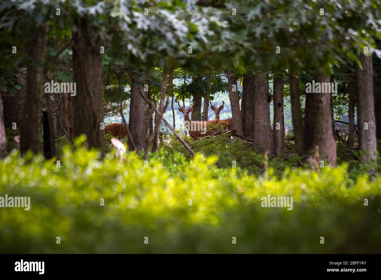 Drei große weiße Schwanz Hirsche füttern auf dem Waldboden. Stockfoto