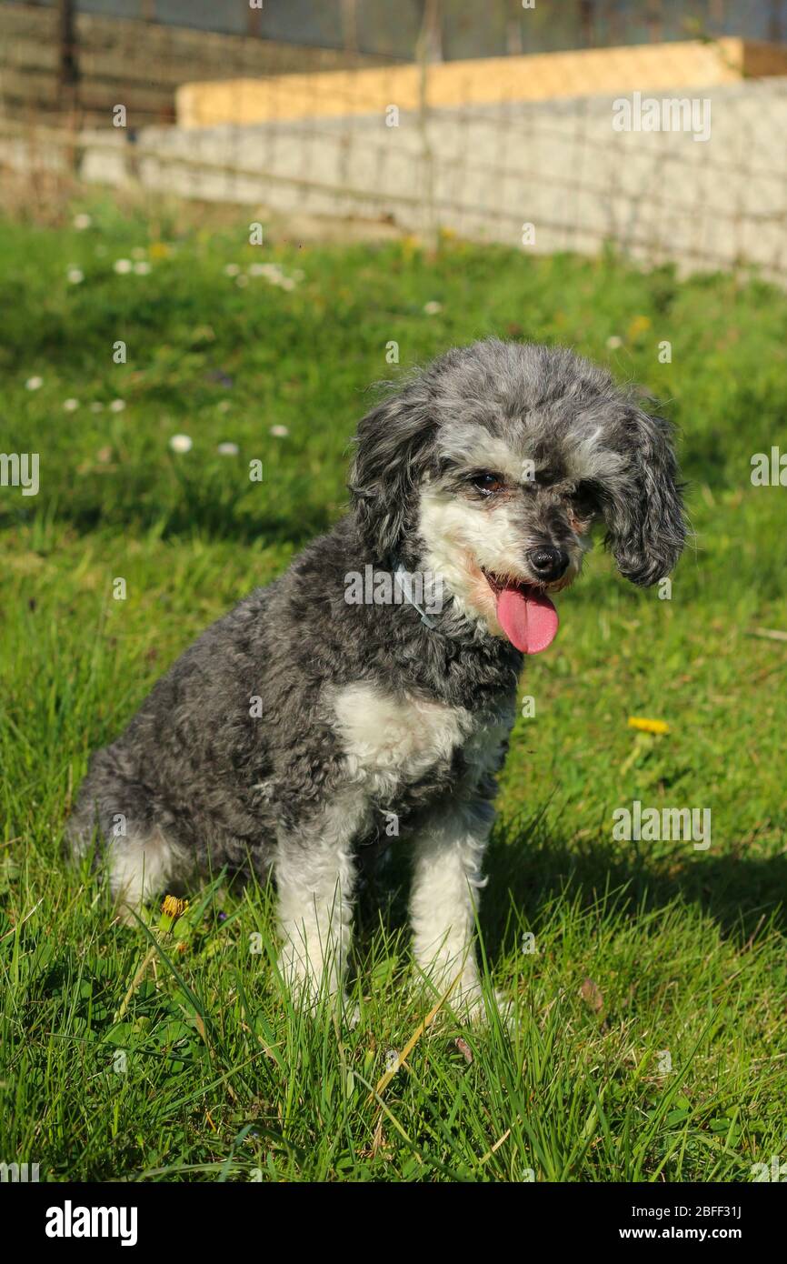 Das Porträt des niedlichen lockigen Hundes. Es ist eine Kreuzung von Pudel und shi tzu. Stockfoto