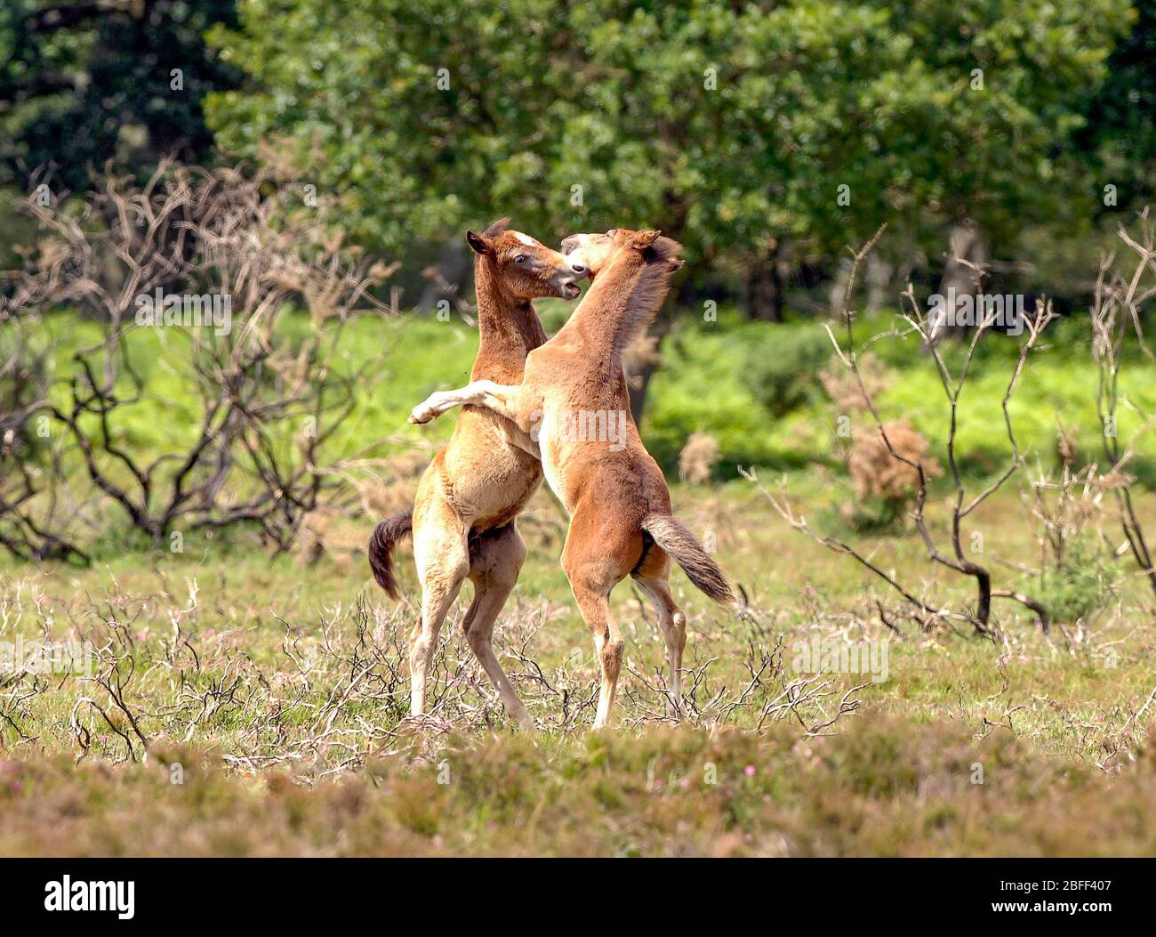 Ponys spielen zusammen im New Forest National Park, Hampshire, England. Stockfoto