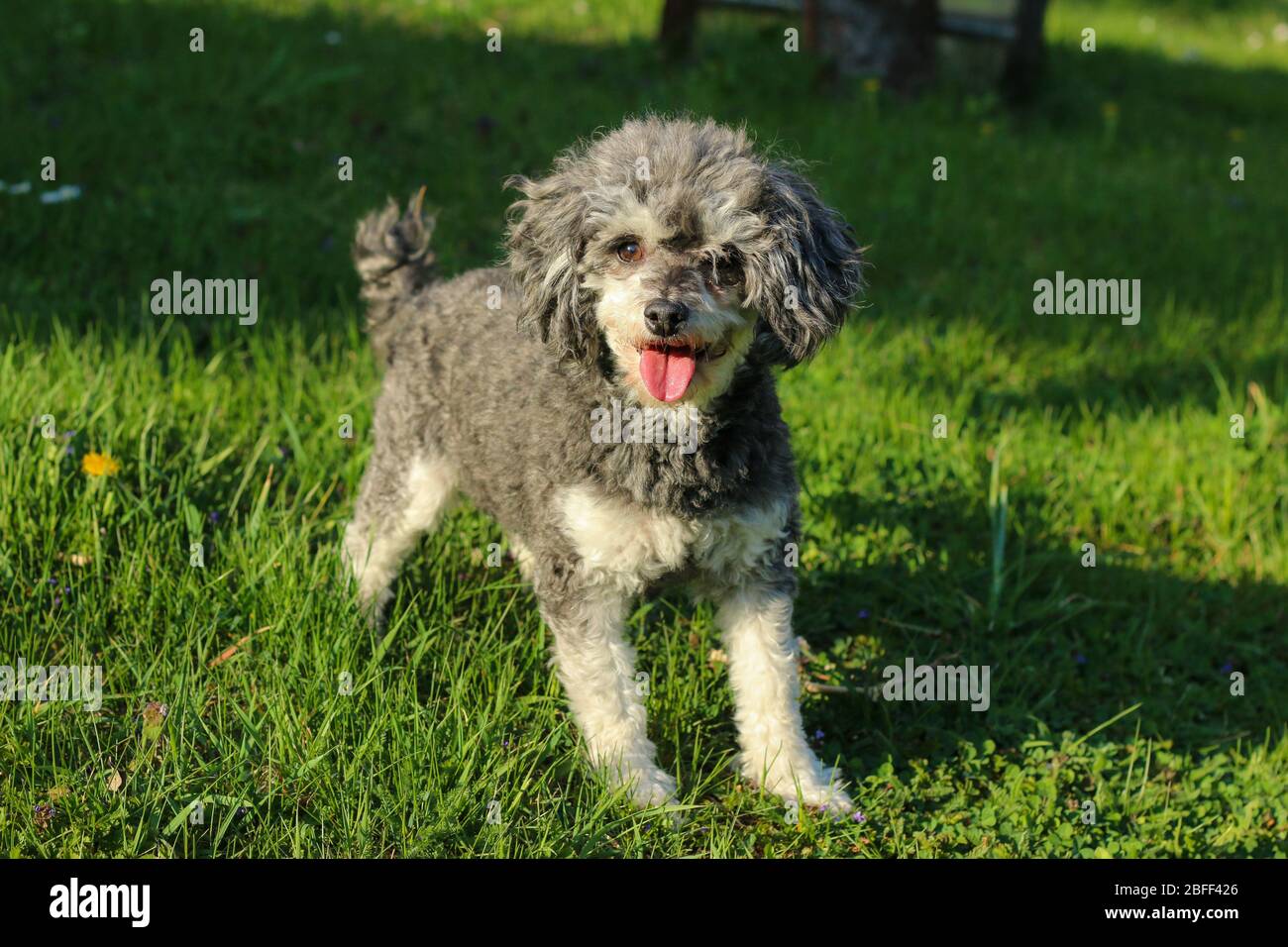 Das Porträt des niedlichen lockigen Hundes. Es ist eine Kreuzung von Pudel und shi tzu. Stockfoto