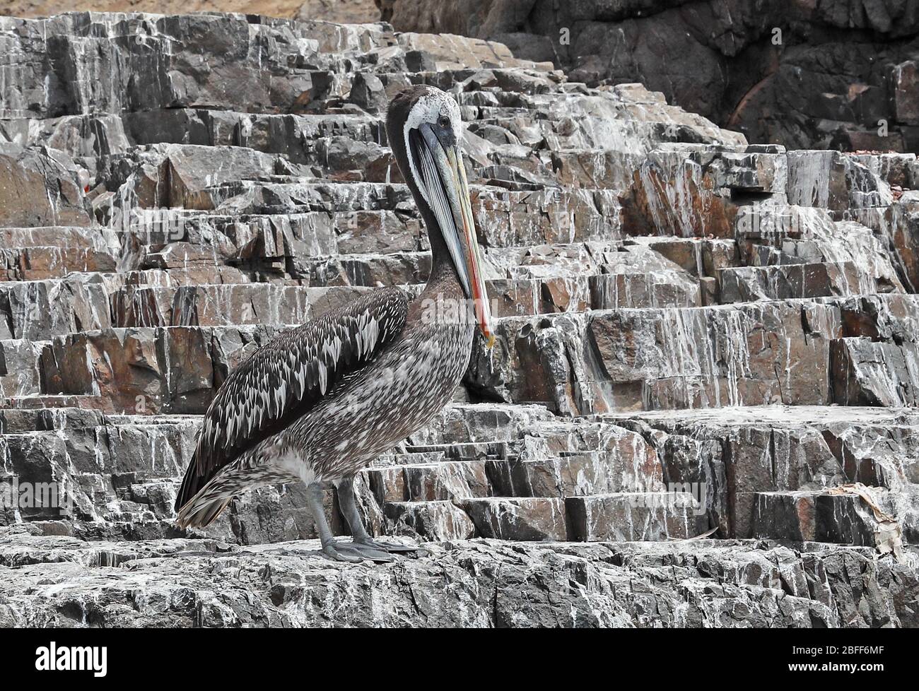 Peruanischer Pelikan (Pelecanus Thagus) unreif stehend auf Felsen Pucusana, Peru März Stockfoto
