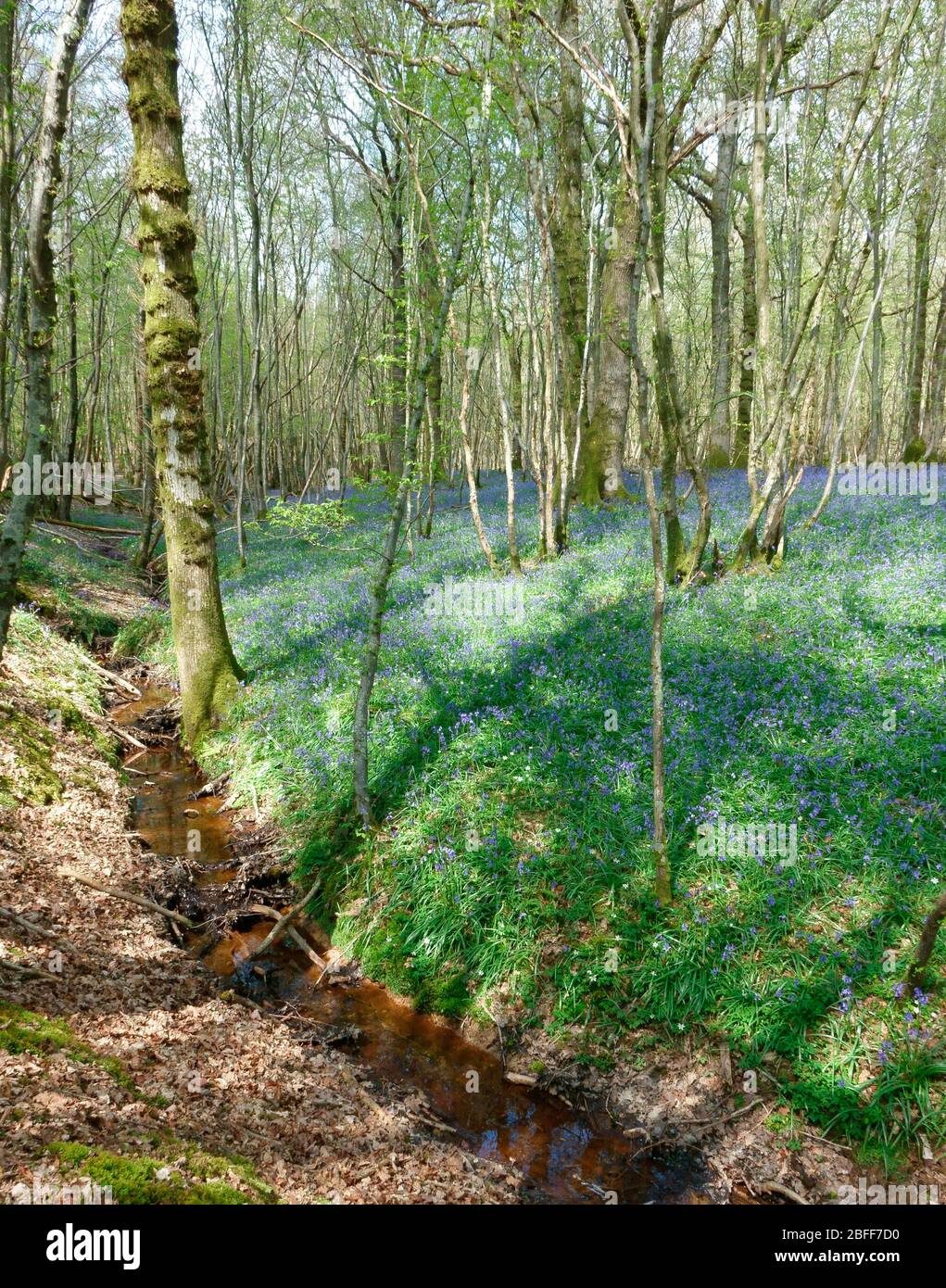 Frühlingsblüten in Brede High Woods, East Sussex, Großbritannien Stockfoto