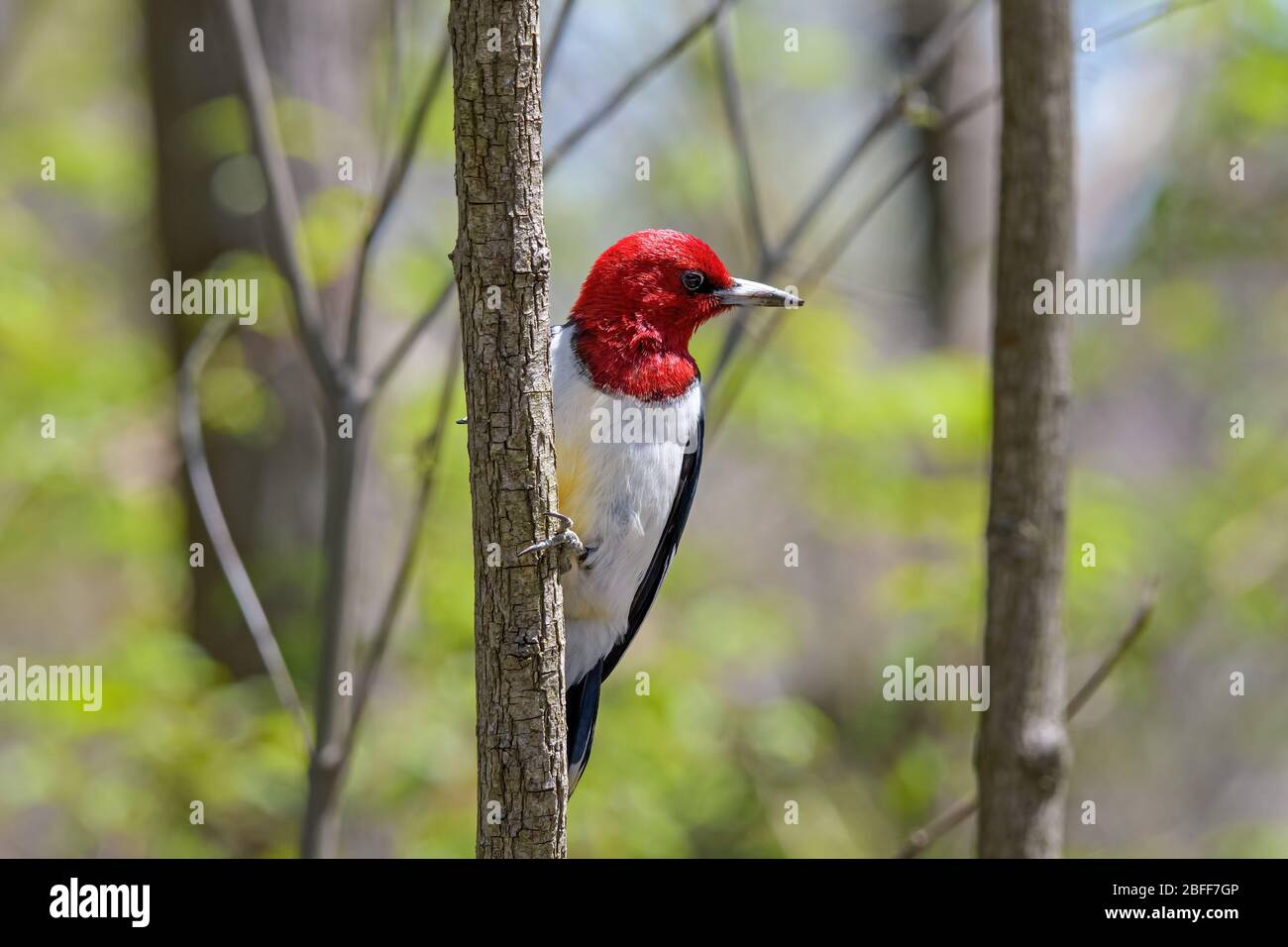 Rotkopfspecht während der Frühjahrswanderung. Es ist ein kleiner oder mittelgroßer Specht aus gemäßigtem Nordamerika. Stockfoto