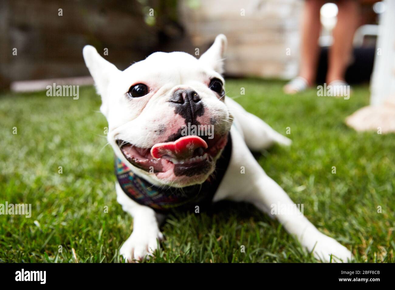 Französischer Spaß Tag mit Französisch Bulldogge Haustier Stockfoto