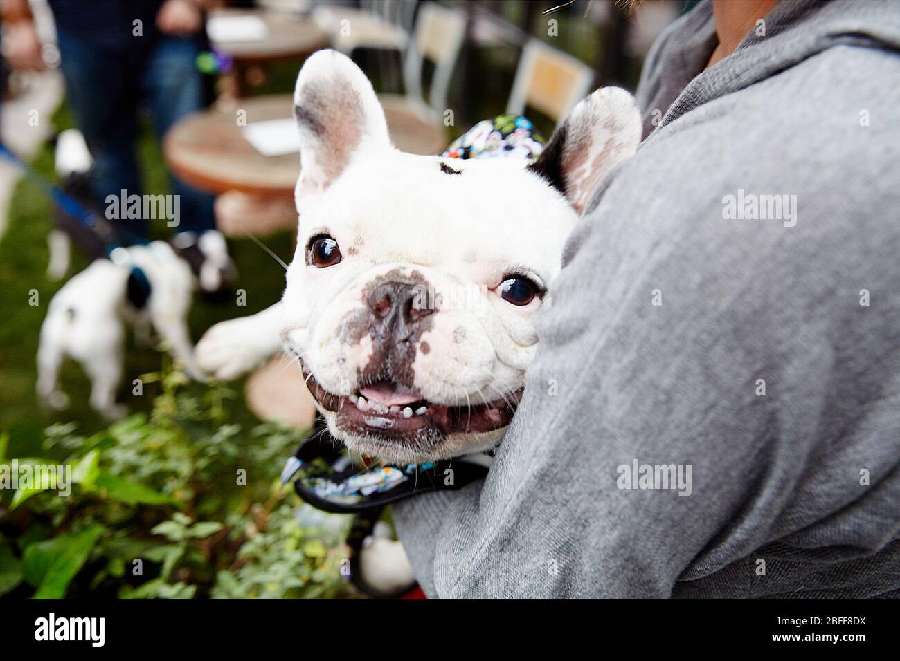 Ein Franzose (französische Bulldogge) ist glücklich und umarmt von seinem Besitzer Stockfoto