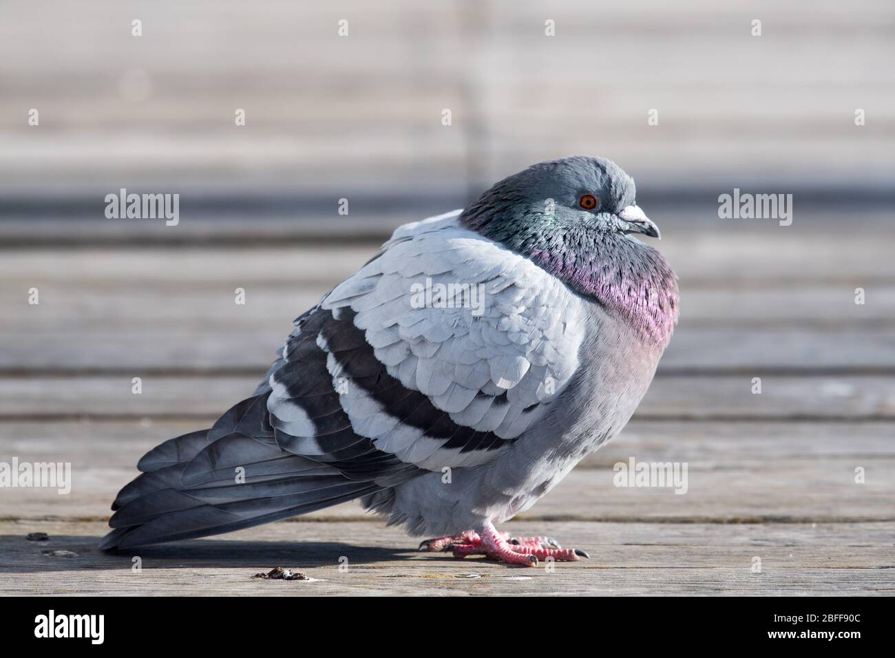 Polnische taube Fotos und Bildmaterial in hoher Auflösung Alamy