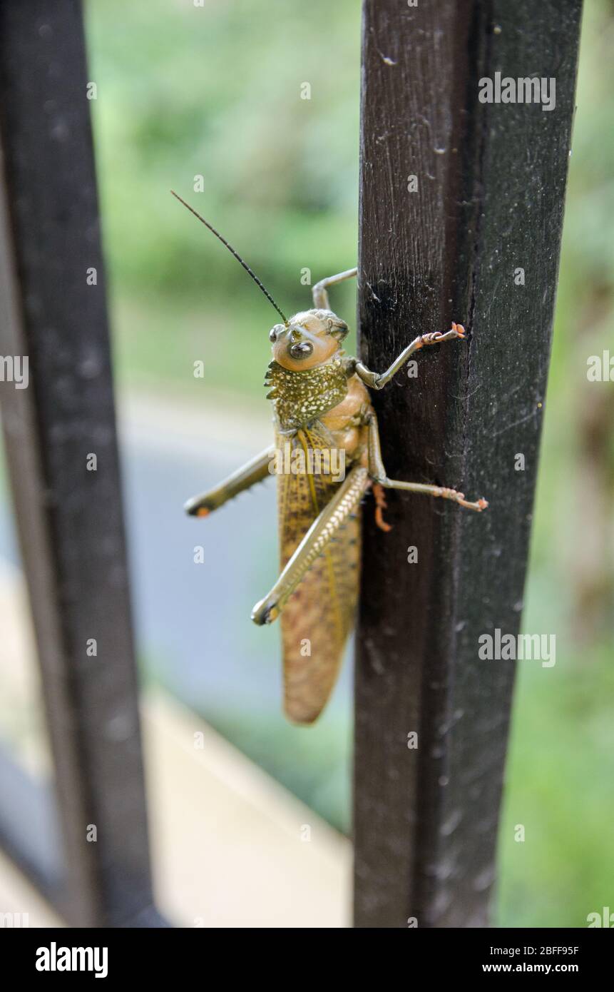 Giant Grasshopper, lateinischer Name Tropidacris cristata, ruht auf einem Metallzaun in Tobago. Stockfoto