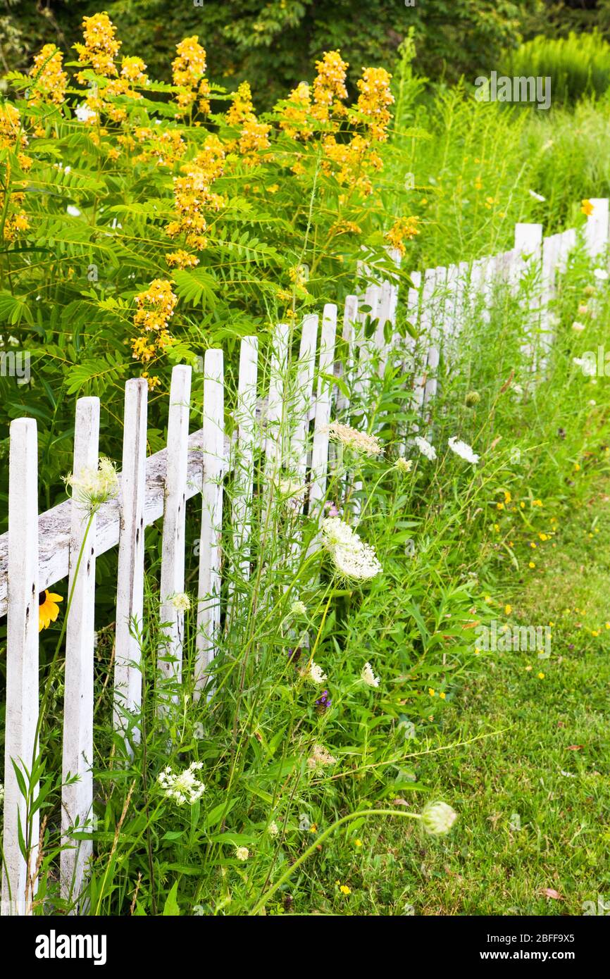 Hübsches Land weißen Pfostenzaun von Blume umgeben Stockfoto