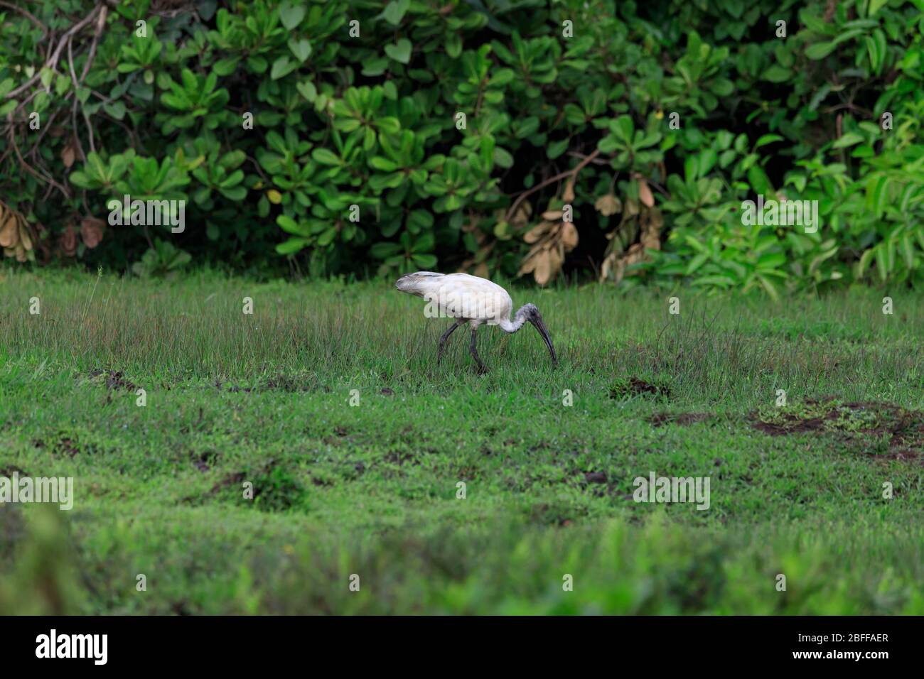 Schwarz-köpfige Ibis stehen auf einer Wiese Stockfoto