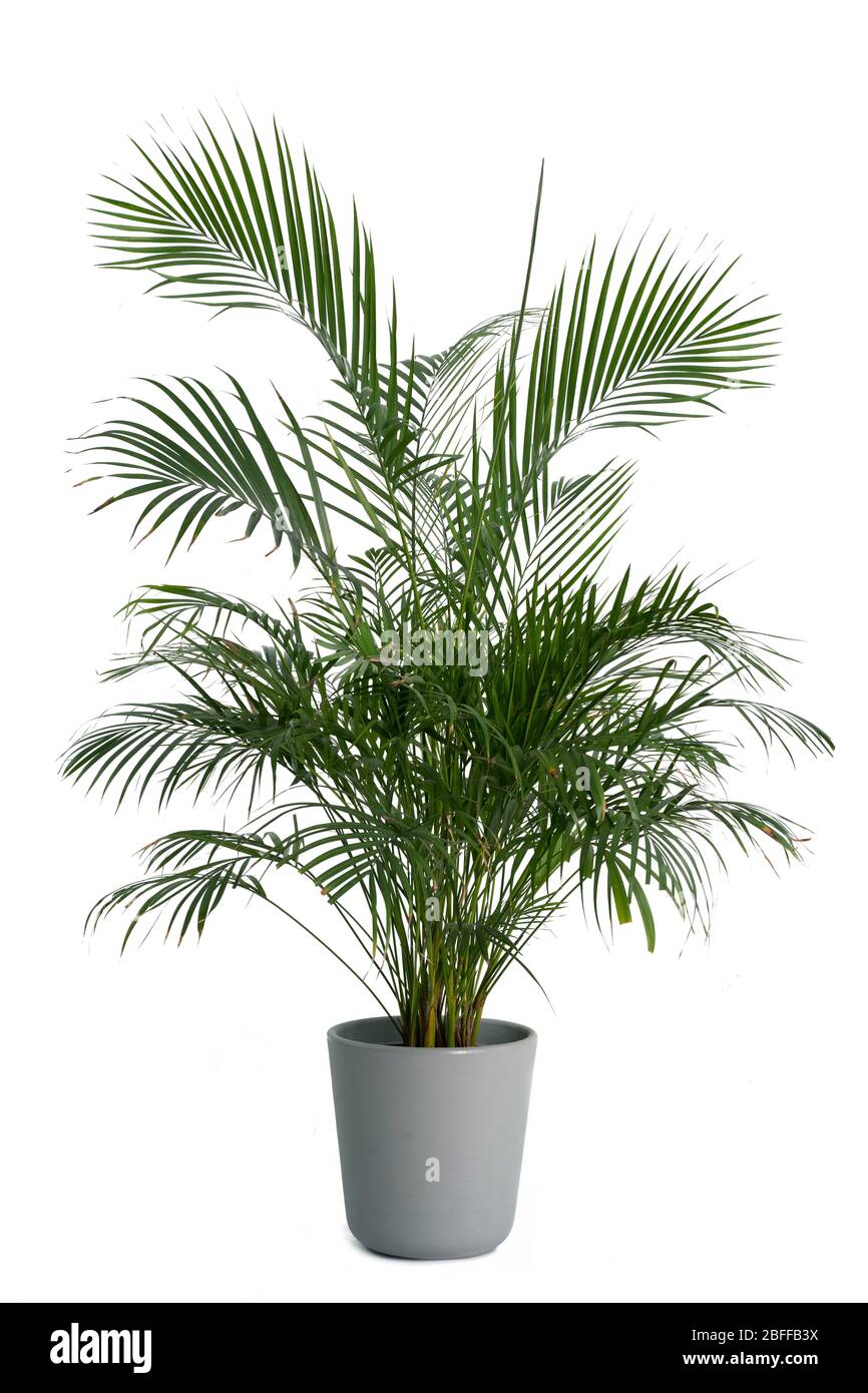 Kentia Palmenbaum grau in Töpfen. Zimmerpflanze isoliert auf weißem Hintergrund Stockfoto