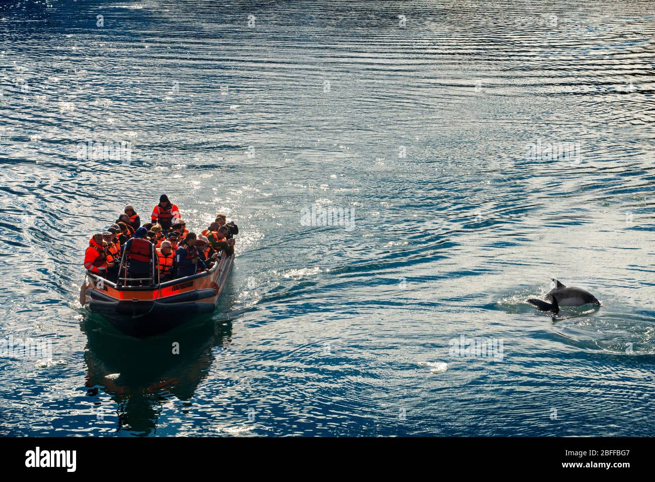 Peale's Dolphins auf einem Boot im Amalia Gletscher am Rand des Sarmiento Kanals - Skua Gletscher - Bernardo O'Higgins Nationalpark in Patagoni Stockfoto