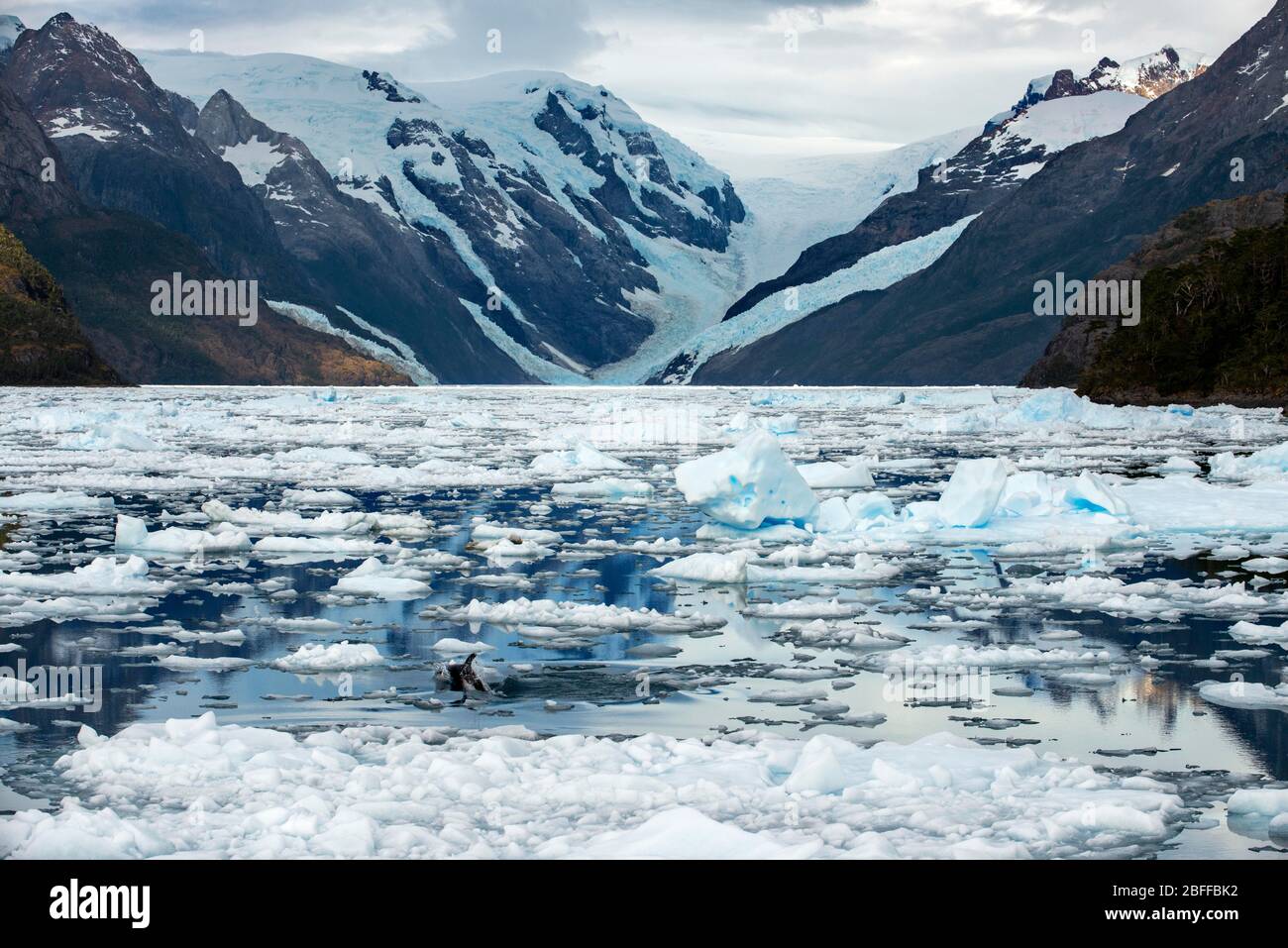 Delphine am Fjord Calvo am Rande des Sarmiento-Kanals im Bernardo O'Higgins Nationalpark in Patagonien Chile Fjorde in der Nähe von Puerto Natales, Chile Stockfoto