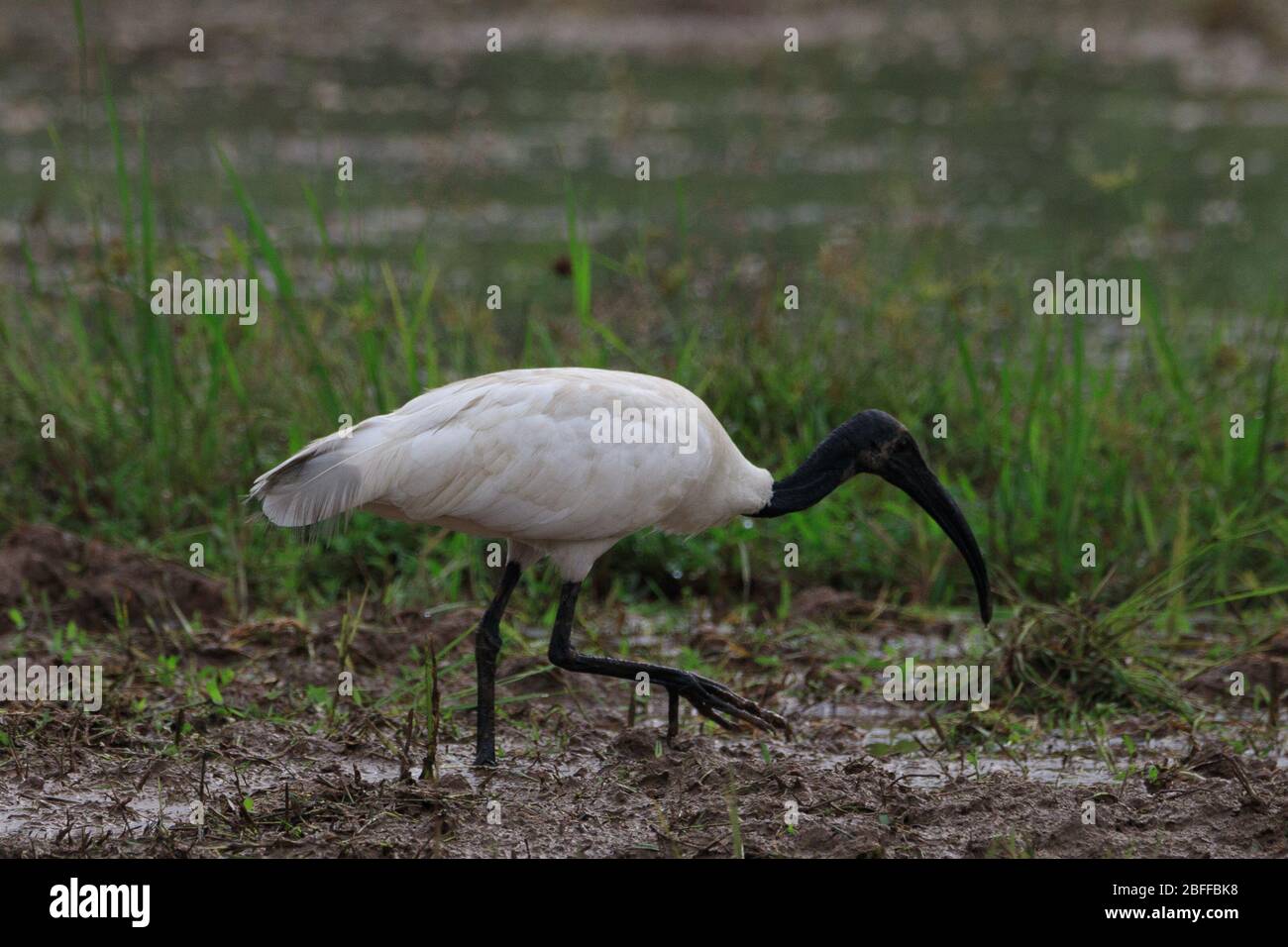 Schwarz-köpfige Ibis stehen auf einer Wiese Stockfoto