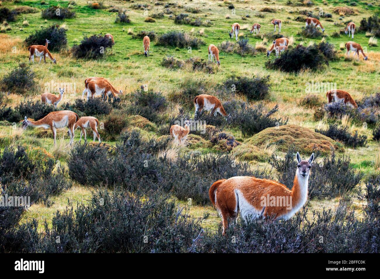 Kleine Guanacos Lama Guanicoe Herde im Torres del Paine Nationalpark Puerto Natales, Ultima Esperanza Provinz, Patagonien, Chile. Stockfoto