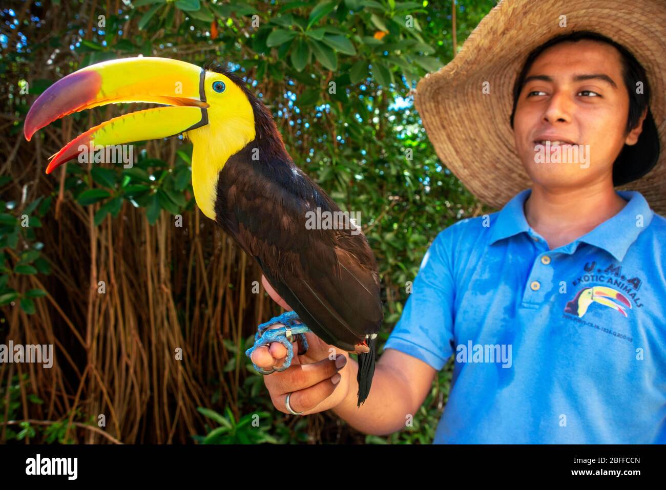 Ein mexikanischer Mitarbeiter besitzt einen Tucan im Grand Palladium White Sand Resort and Spa in Riviera Maya, Yucatan Peninsula, Quintana Roo, Caribbean Coast, M Stockfoto