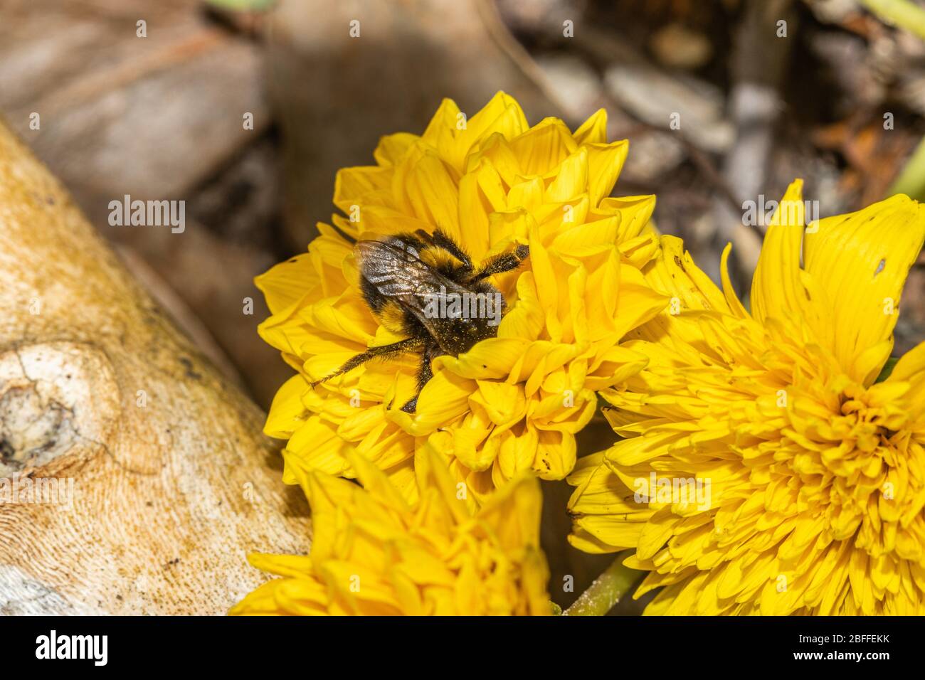 Hummel in Coreopsis Blume Stockfoto
