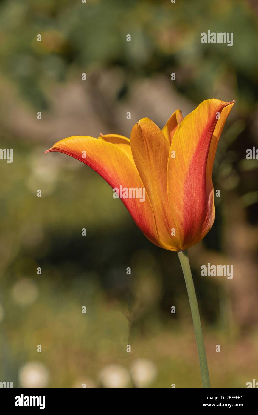 Gelbe und rote Tulpe auf natürlichem Hintergrund Stockfoto