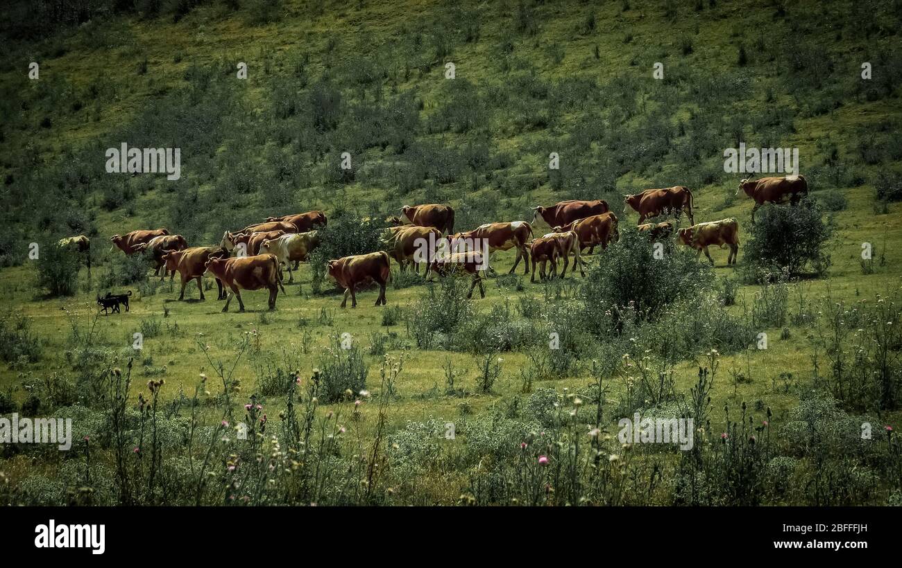 Eine Herde von Hereford roten und weißen Kühen, die auf einem grünen Feld laufen Stockfoto