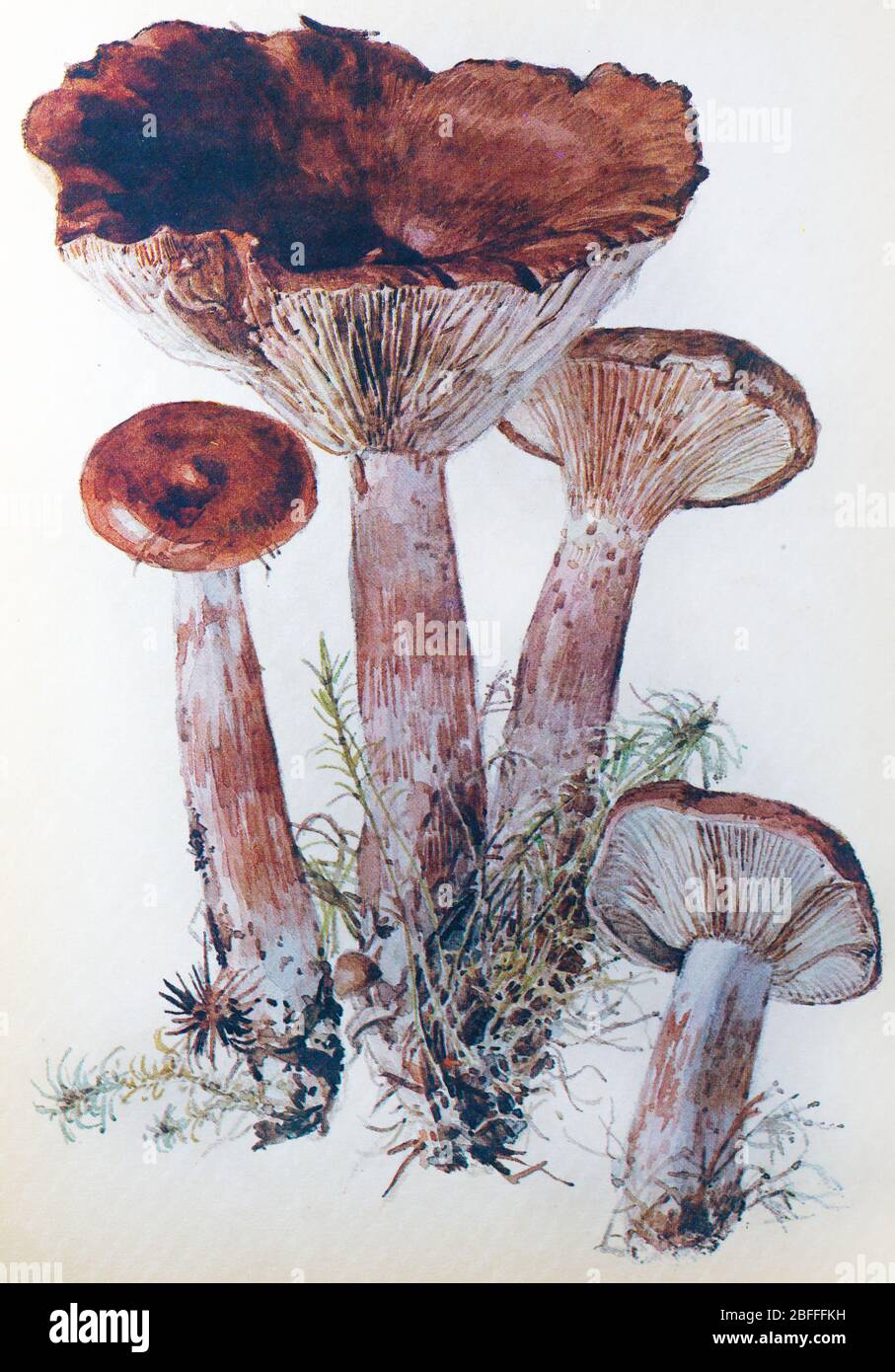 Lactarius rufus, rohe Milchmütze, roter heißer Milchmütze-Pilz Stockfoto