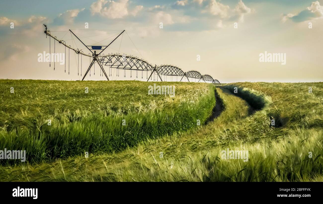 Weizenfeld mit Bewässerungssystem und blauer Himmel im Hintergrund. Stockfoto
