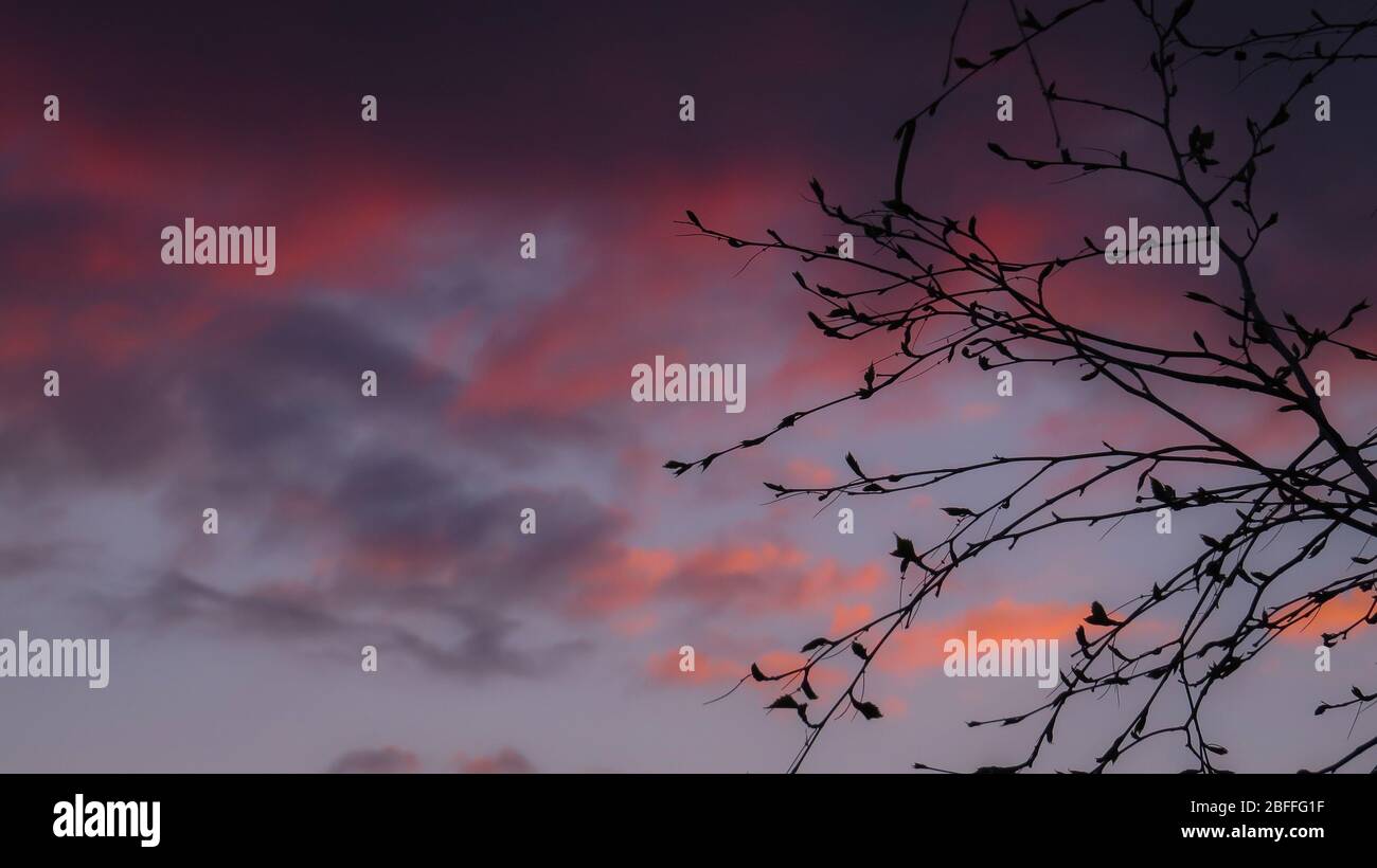 Baum Zweige Silhouette mit lila Sonnenuntergang Himmel im Hintergrund und Raum für Text Stockfoto