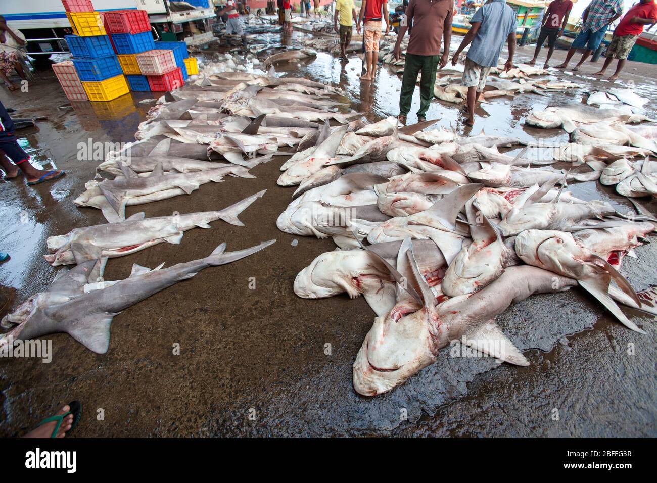 Fischmarkt. Fisch auf dem Boden. Haie tot auf dem Boden. Eine Reihe von großen, sektionierten Fischen. Ort: Negombo, Sri Lanka. Stockfoto