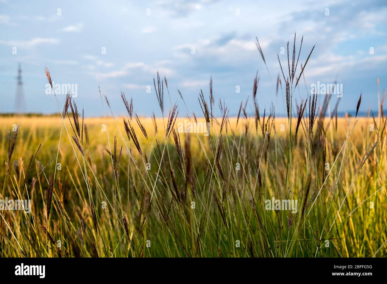 Nahaufnahme von Tall Grass in Prairie Stockfoto