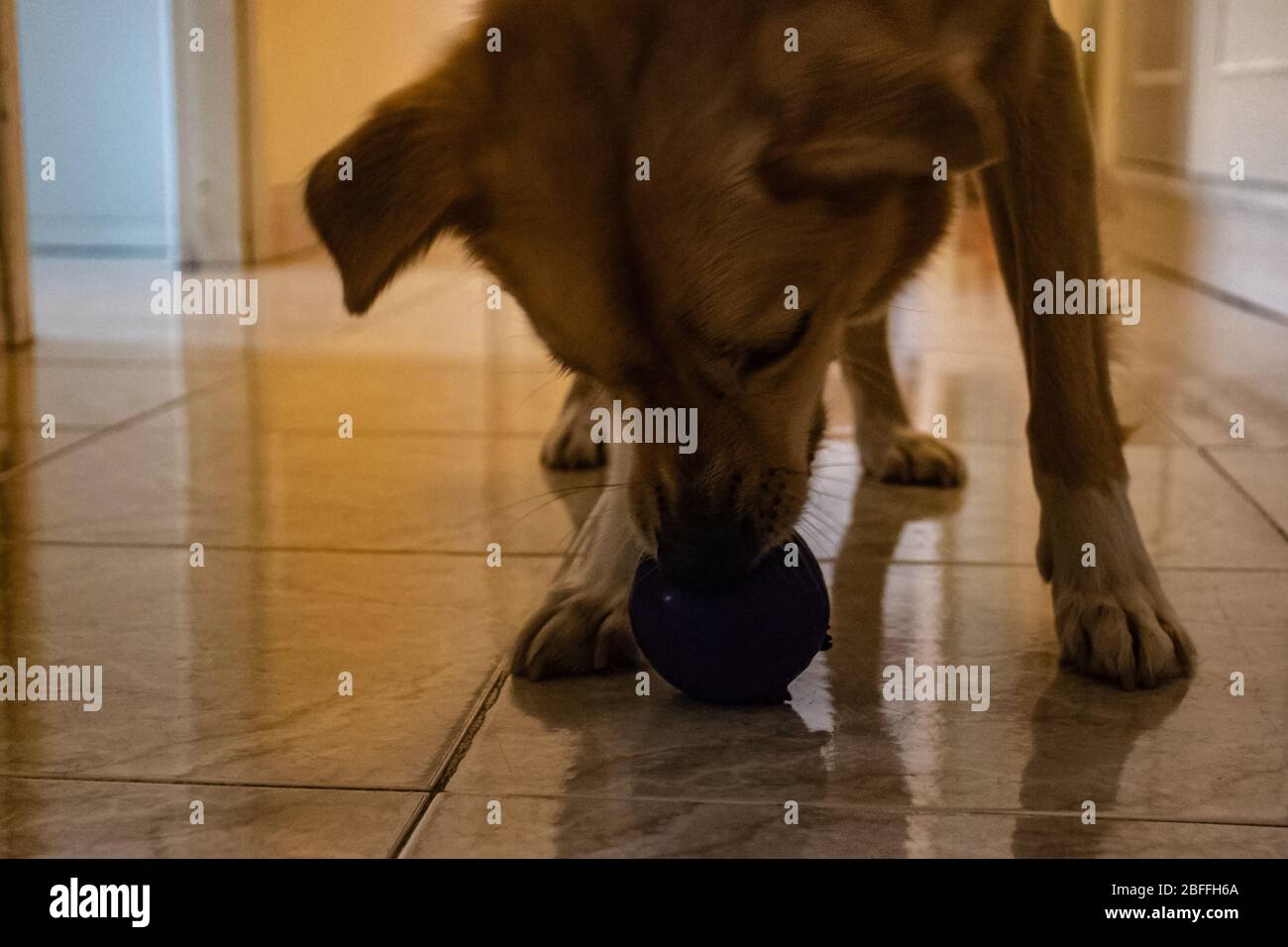 Rom, Den 16. April 2020. Der Hund spielt gerne mit dem Ball zu Hause, schnüffelt ihn und versucht ihn dann zu fangen. Stockfoto