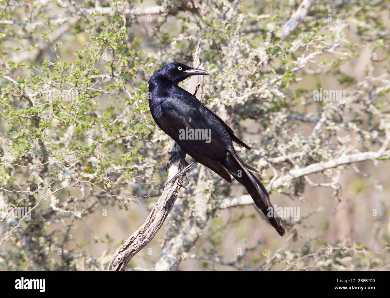 Seeschnack, Quiscalis Mexicanos, im Falcon State Park, Texas Stockfoto