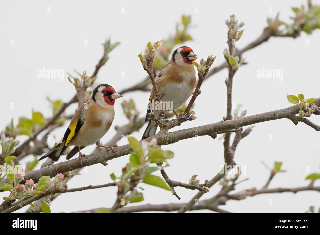 Ein Paar Goldfinken- Carduelis carduelis Barsche auf Apfelblüten-Malus. Feder. Stockfoto