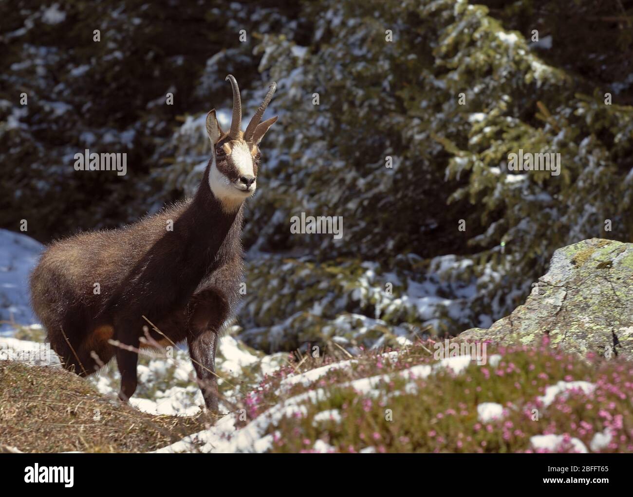 Alpengamois oder Rupicapra rupicapra mit Frühlingsblumen und schmelzendem Schnee im Frühjahr. Stockfoto