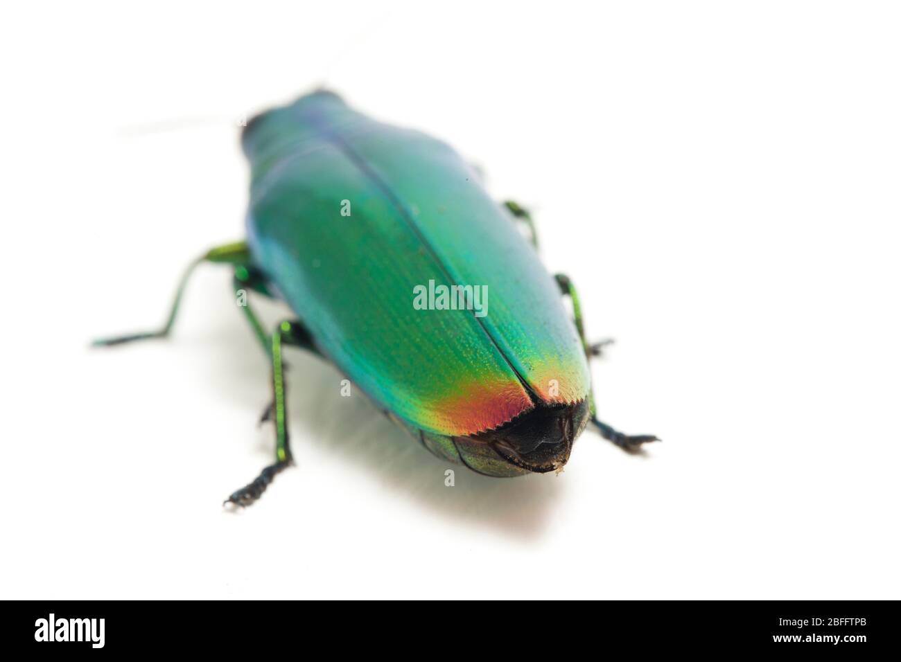 Schmuckkäfer (Chrysochroa fulminans) isoliert auf weißem Hintergrund. Stockfoto