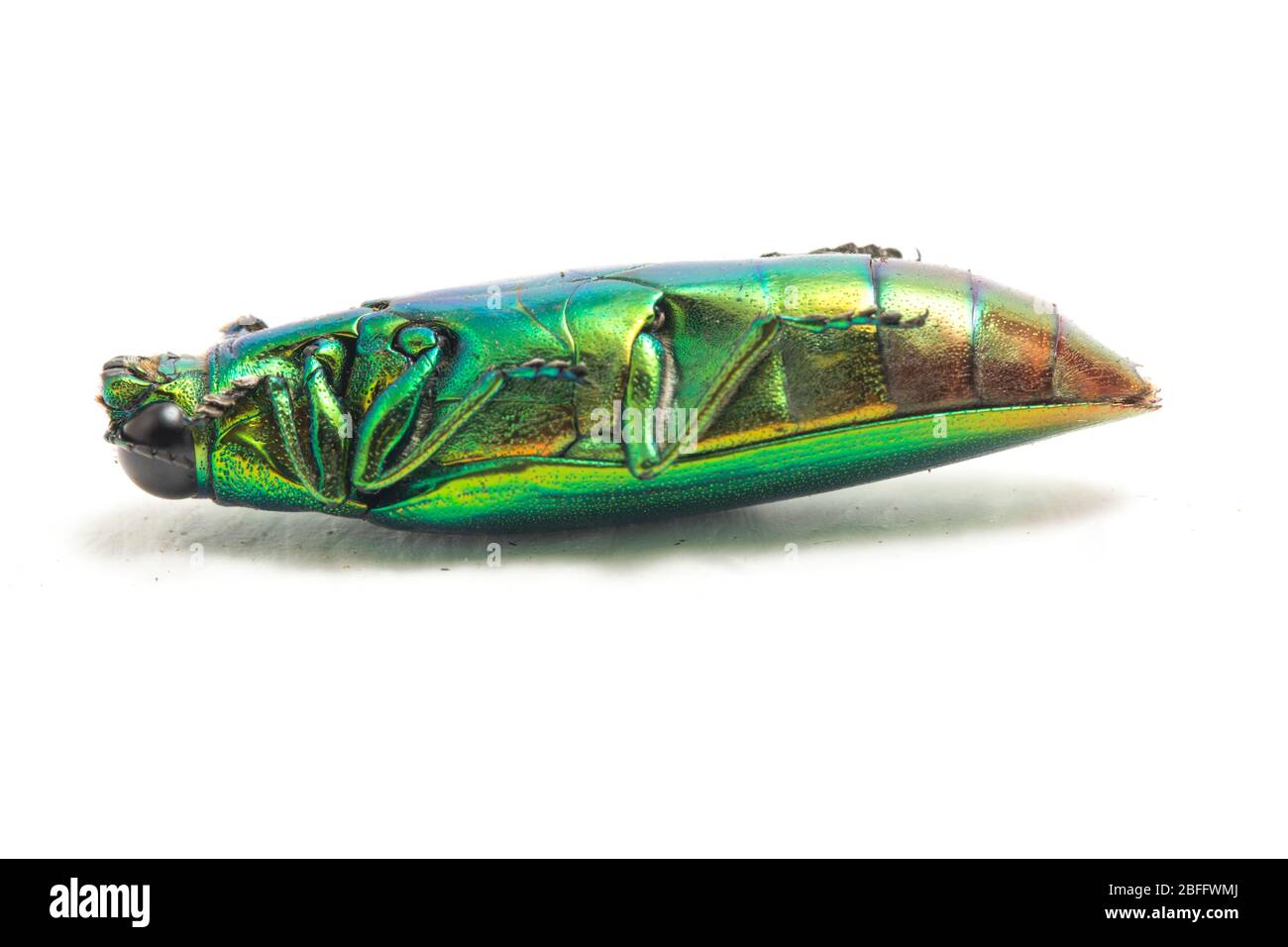 Schmuckkäfer (Chrysochroa fulminans) isoliert auf weißem Hintergrund. Stockfoto