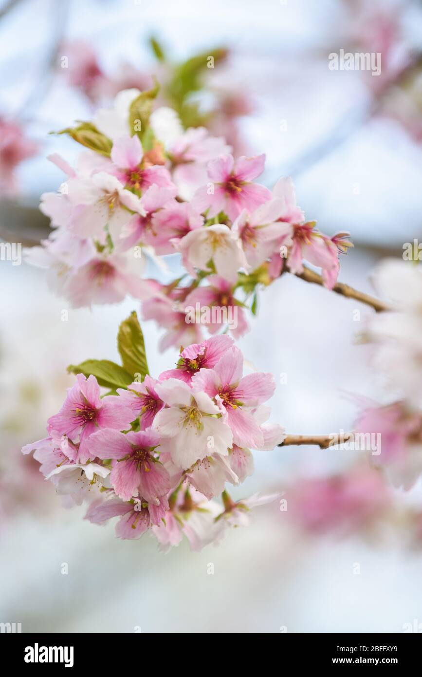 Blütenbaum mit rosa Blütenblättern auf natürlichem blauen Himmel Hintergrund Stockfoto