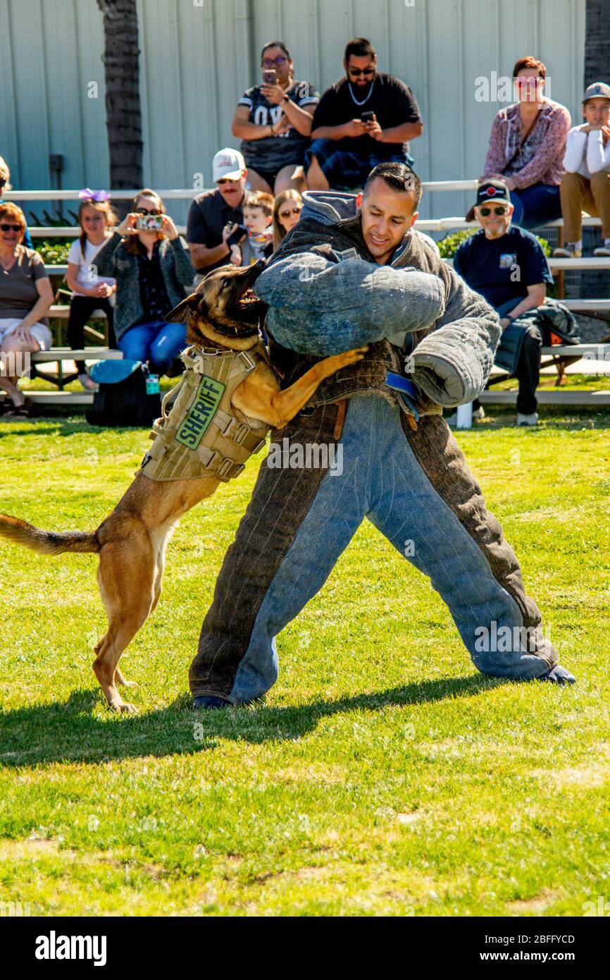 Ein hispanischer Abgeordneter Sheriff zeigt in Riverside, CA, einem Publikum die beißende Stärke eines von der Abteilung attackierten Hundes, der eine offizielle Jacke trägt. Stockfoto