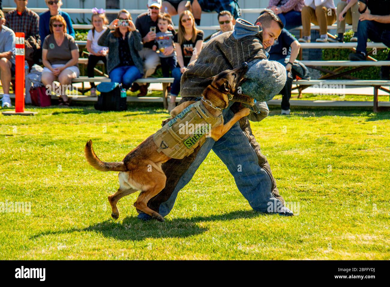 Ein hispanischer Abgeordneter Sheriff zeigt in Riverside, CA, einem Publikum die beißende Stärke eines von der Abteilung attackierten Hundes, der eine offizielle Jacke trägt. Stockfoto