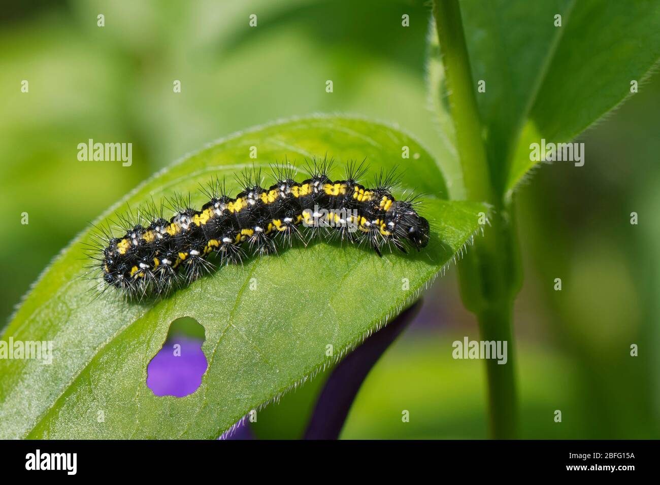 Scharlachtiger Tigermottenraupe (Callimorpha dominula) auf einem großen Periwinkle (Vinca major) Blatt in einem Garten, Wiltshire, Großbritannien, April. Stockfoto