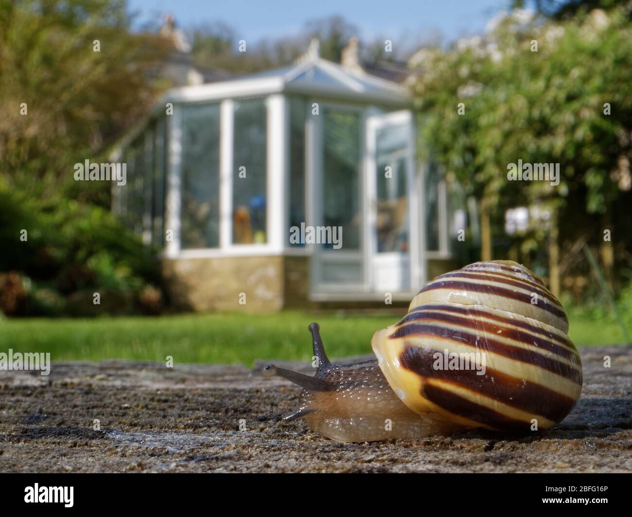 Weiße Schnecke (Cepaea hortensis), die mit Gebäuden und einem Gewächshaus im Hintergrund kriecht, Wiltshire, Großbritannien.aufgenommen während der Sperrung des Coronavirus. Stockfoto