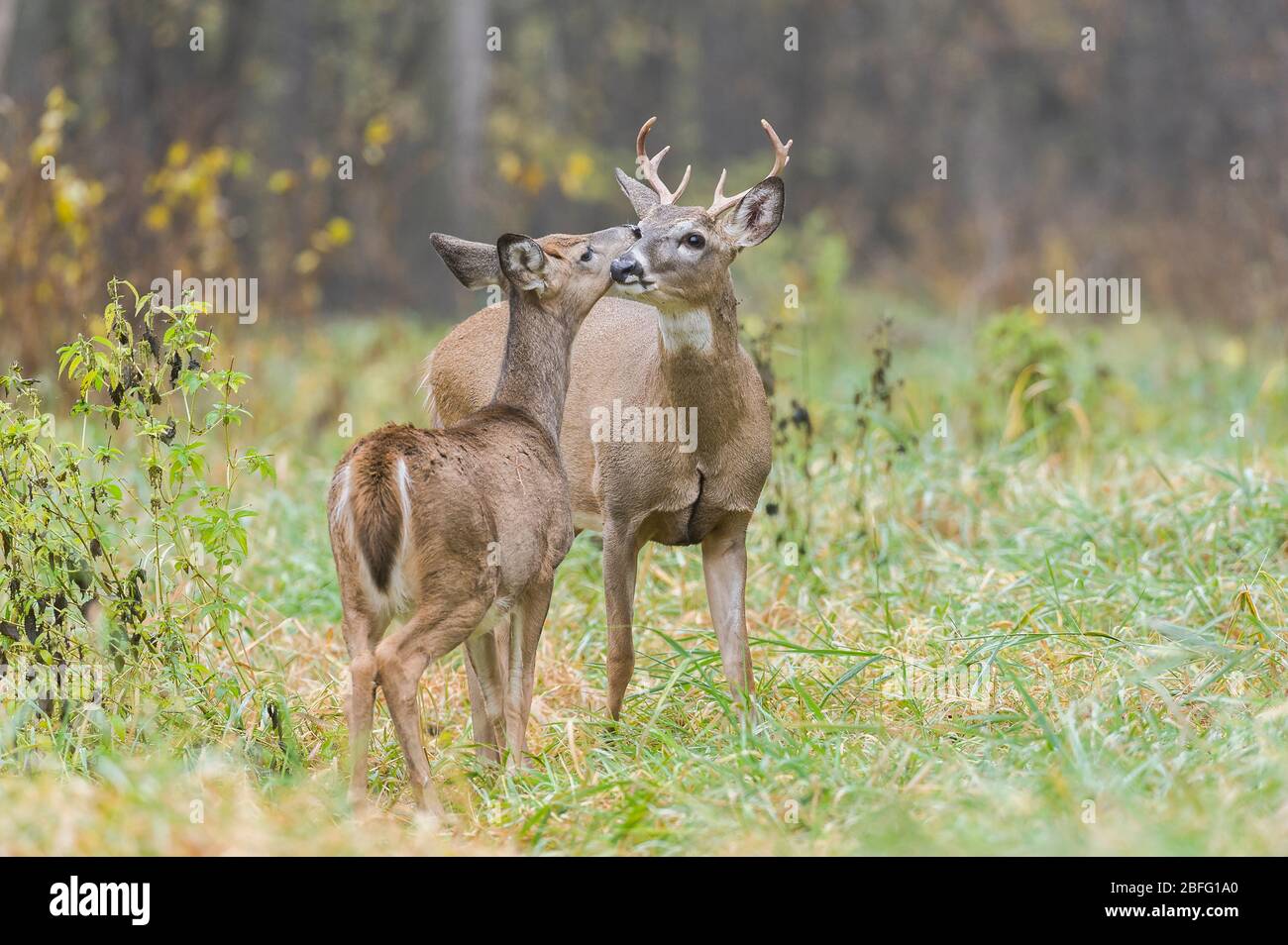 Weißschwanz-Hirsch, Buck und Hirsch, (Odocoileus virginianus), Ost-Nordamerika, von Dominique Braud/Dembinsky Photo Assoc Stockfoto