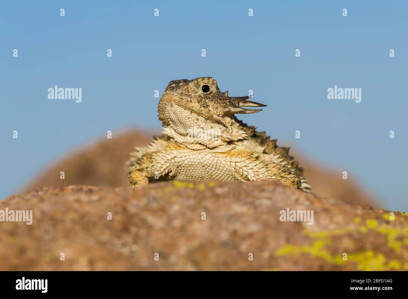 Regal Horned Lizard (Phrynosoma solare), Arizona, USA, von Dominique Braud/Dembinsky Photo Assoc Stockfoto