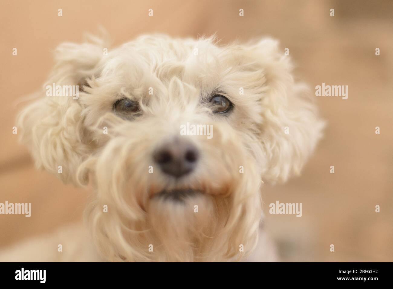 Weißer pelzigen Pudel Schnauzer Hund mit der Kamera Stockfoto
