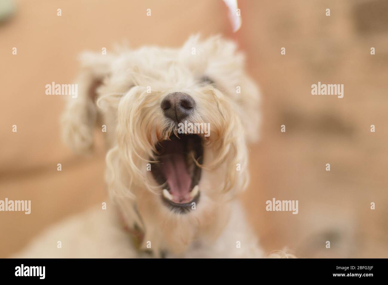 Weißer haariger Pudel Schnauzer Hund gähnend Stockfoto
