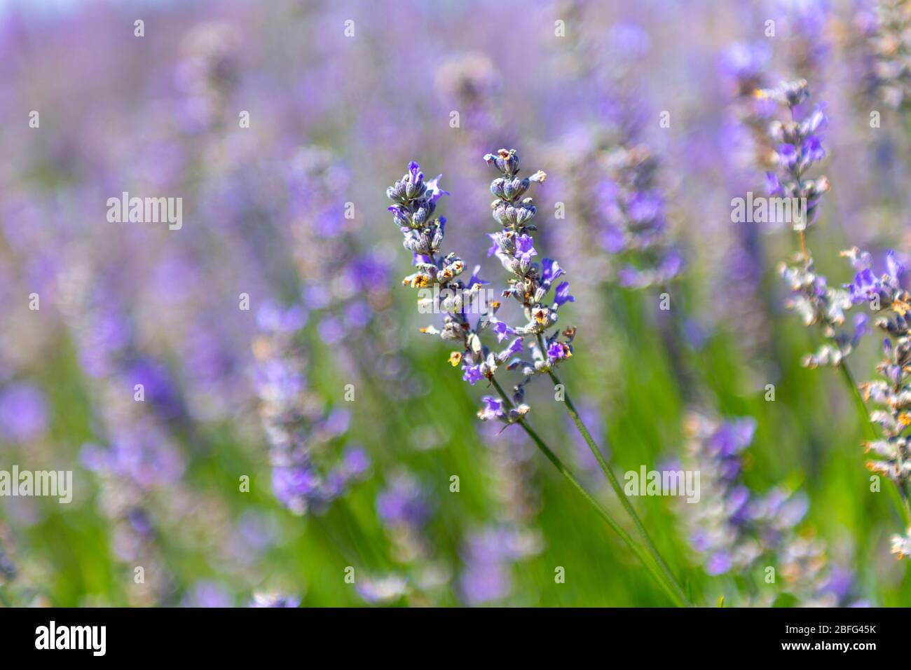 Nahaufnahme von Lavendelblüten im Hitchin Lavender, Großbritannien Stockfoto