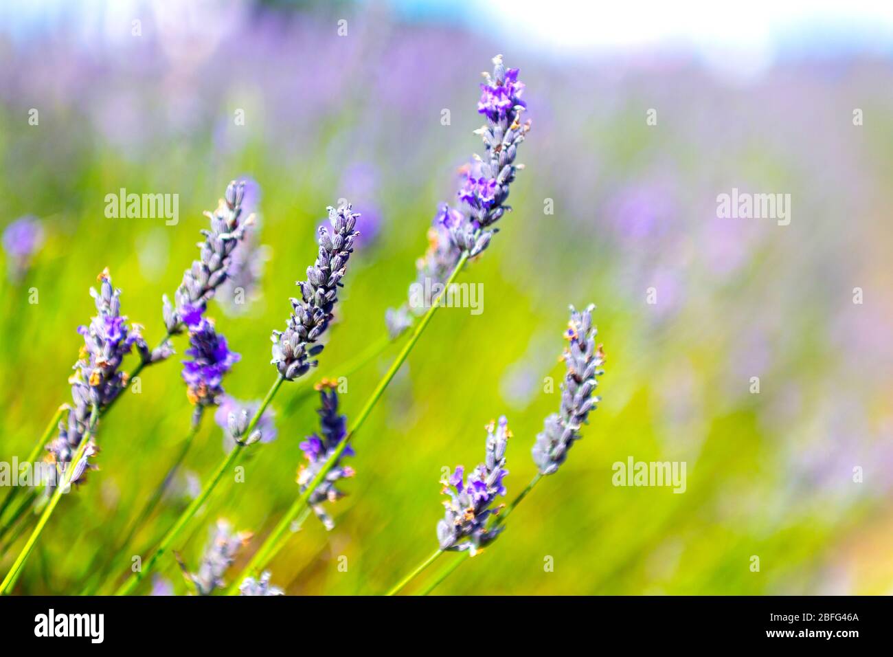 Nahaufnahme von Lavendelblüten im Hitchin Lavender, Großbritannien Stockfoto